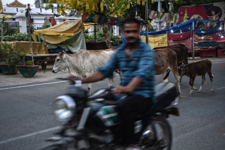 India, BODH GAYA: Cows and the city