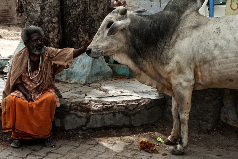 India, VRINDAVAN: Stavo per schiaffeggiare una mucca...