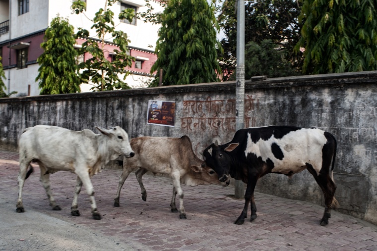India, BODH GAYA: Quello che le guide non dicono (e l'ebbrezza di trovarsi in mezzo ad un litigio tra vacche)