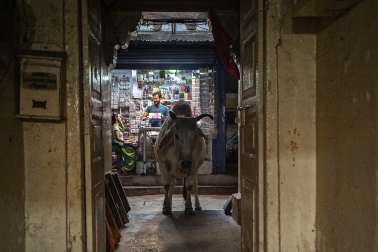 India, VARANASI: Perché noi valiamo (giusto per ribadire che qui le vacche fanno un po' quello che vogliono)