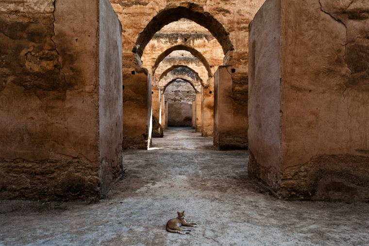 MAROCCO: Il Marocco è un paese per gatti (articolo contenente gatti e informazioni utili per viaggiare in Marocco)