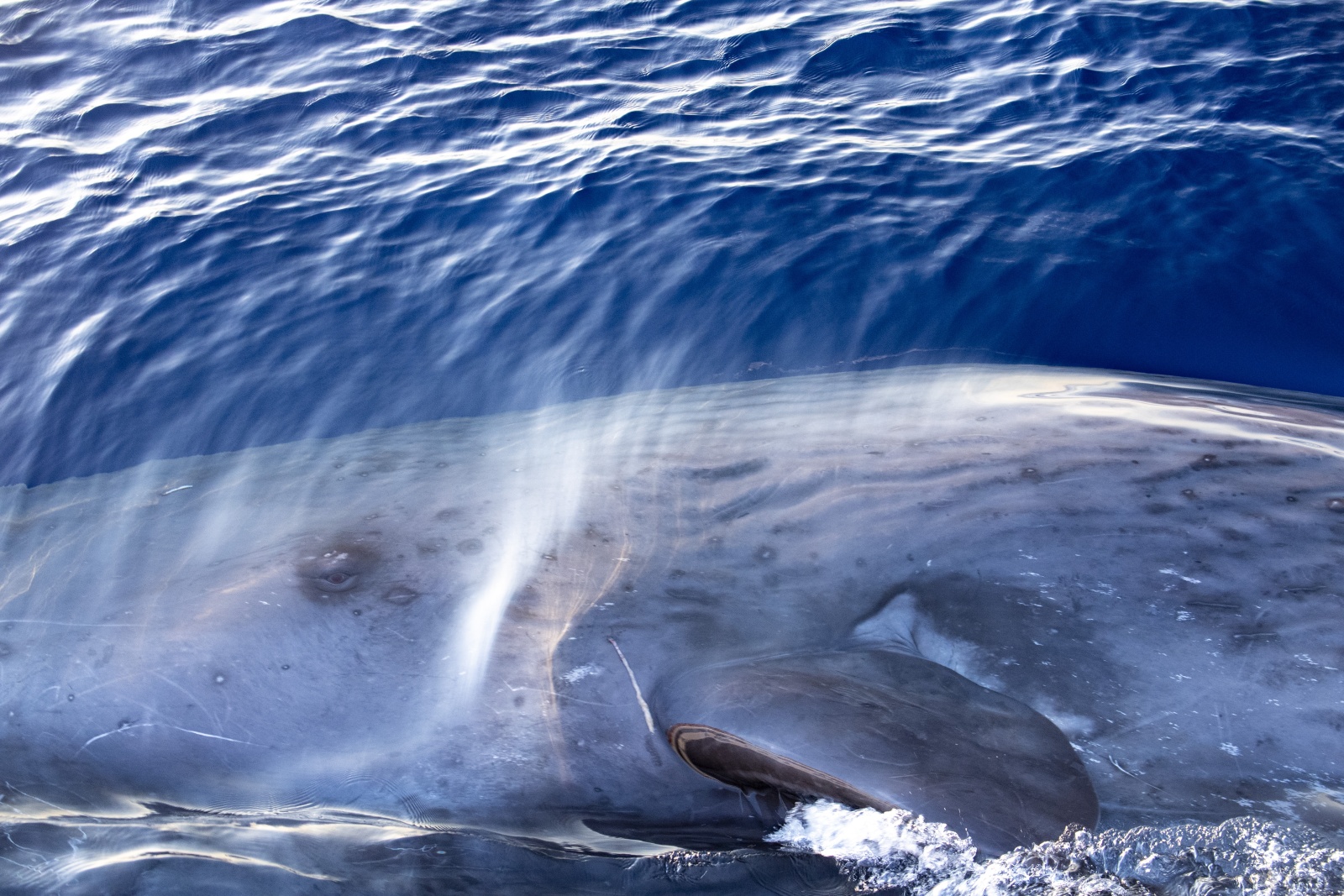 Elia the sperm whale - August 2020, Genoa, Italy