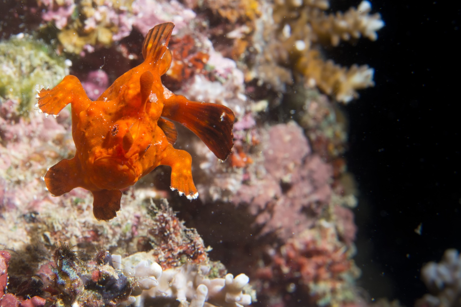 100 Metri Rana - Un piccolissimo pesce rana rosso balza da una roccia ricordando lo scatto di un corridore.