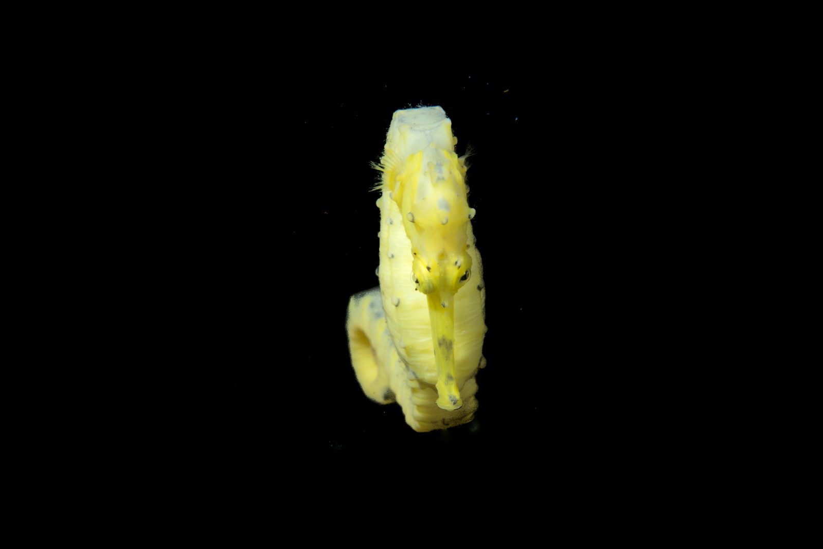 A yellow night  ride - Hyppocampus taeniopterus in immersione notturna all'House Reef di Sampaguita. Esemplare femmina di grosse dimensioni (circa 15 cm, arriva sino a 22). Cebu Filippine