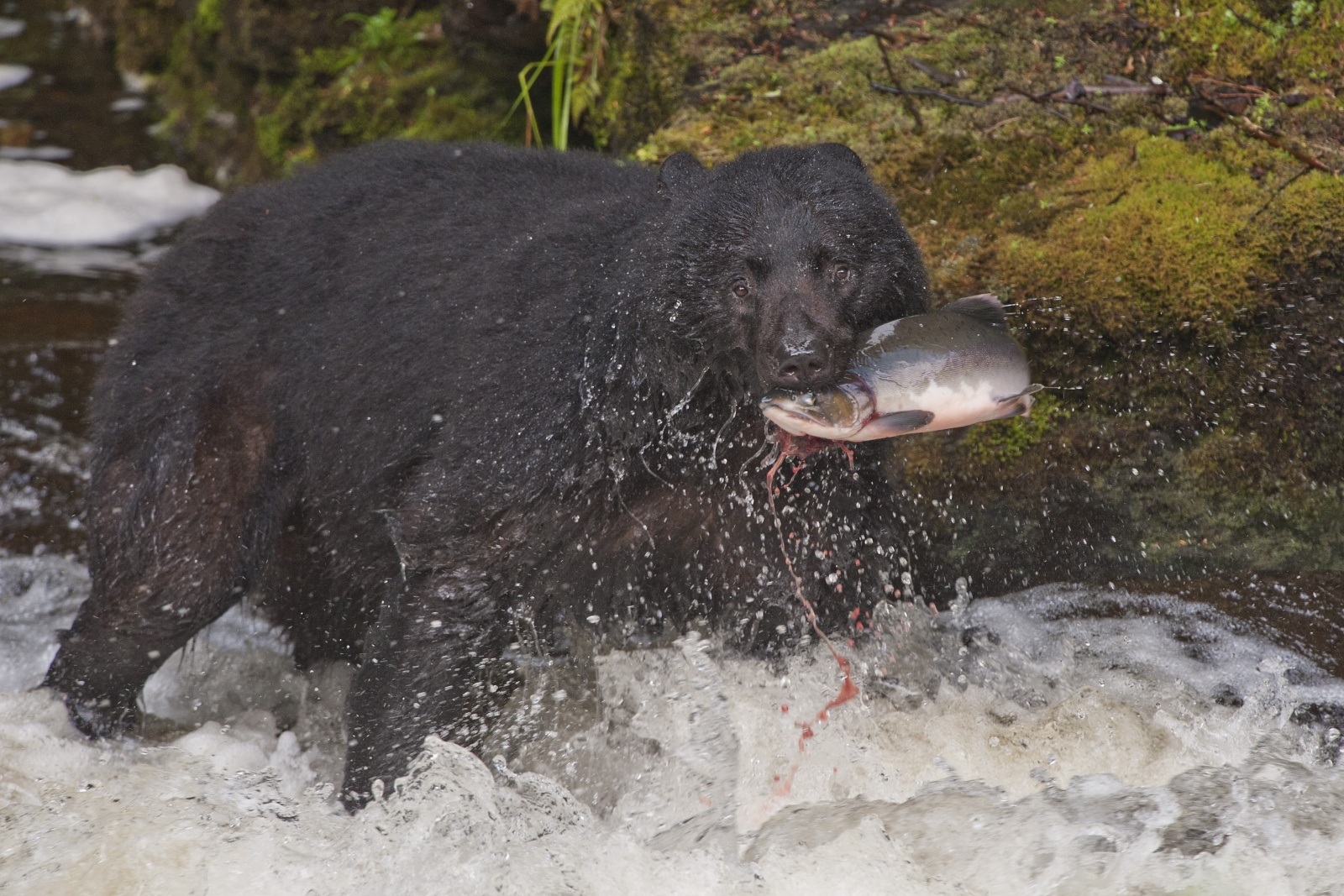 Nice Catch - Scatto finalista concorso GEO 2011

Un orso nero ha appena pescato un salmone nelle acque di un torrente all'isola di Prince of Wales in Alaska
