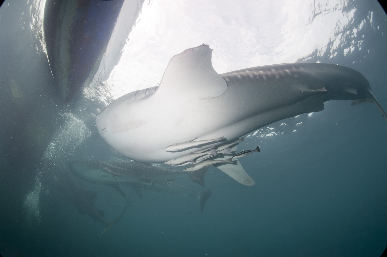 La pinna mozzata degli squali balena - È possibile notare nella parte bianca un pezzo di metallo conficcato nello squalo.