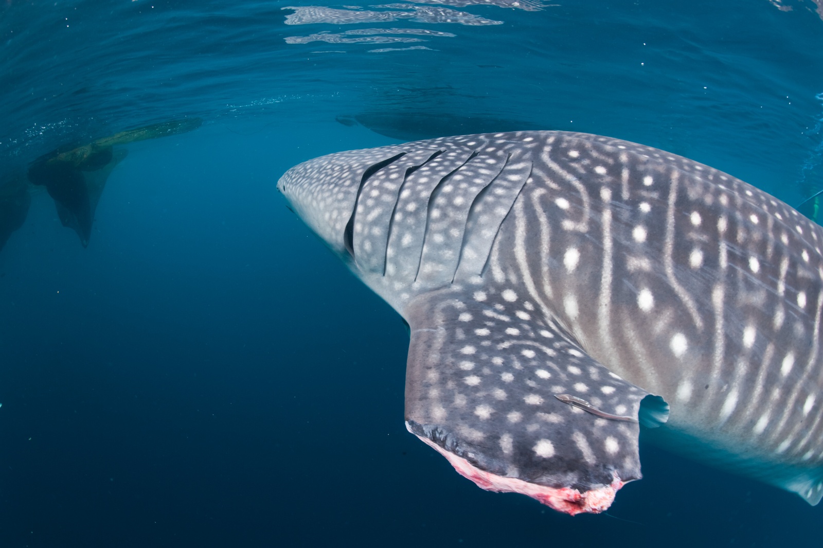 La pinna mozzata degli squali balena - Il taglio netto e fresco della pinna di questo grande esemplare di squalo balena. Foto pubblicata sul sito del National Geographic Italia.