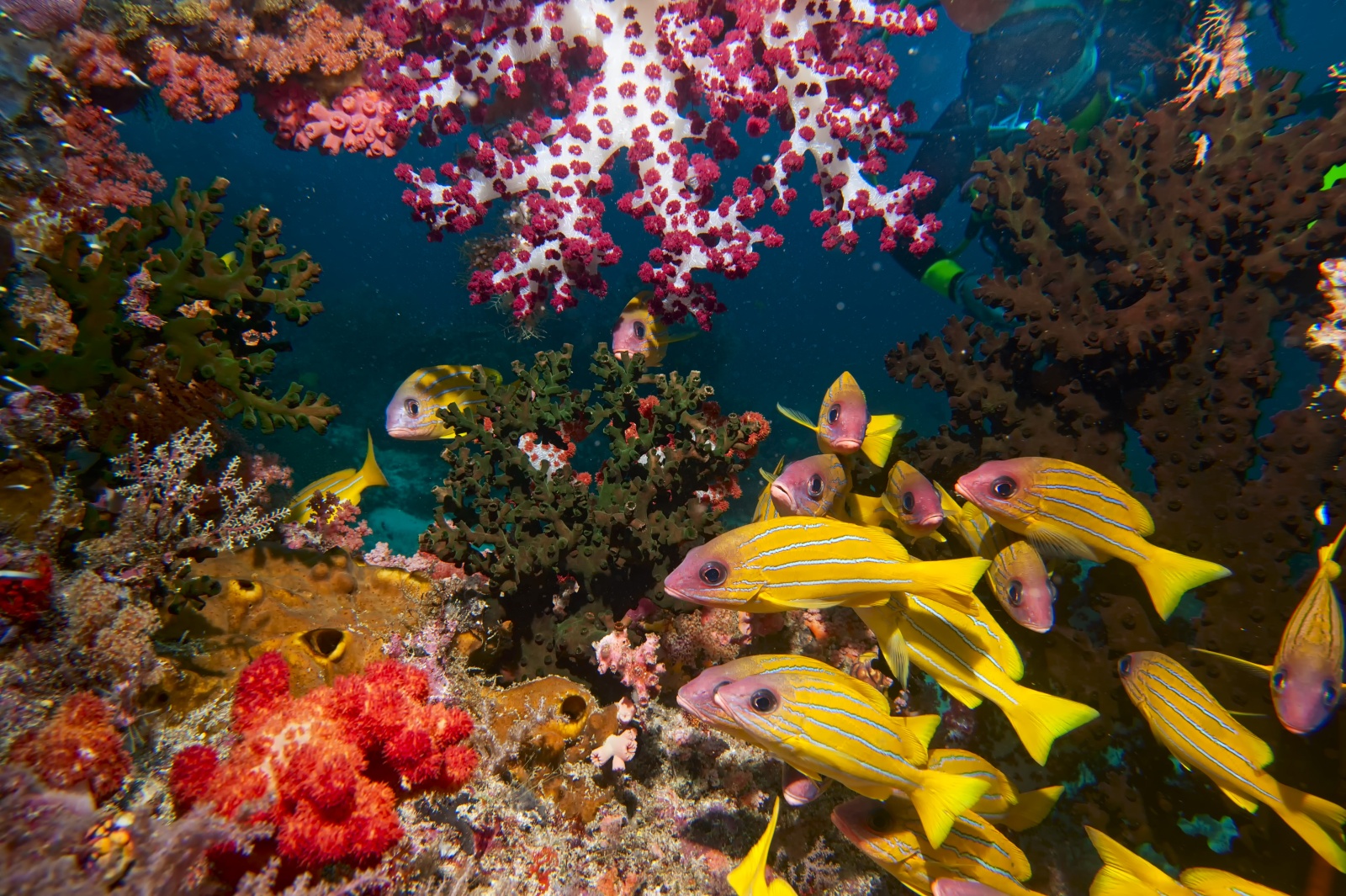 Una finestra sull'acquario - Nascosta fra alcionari e coralli duri una subacquea d'eccezione - Little Red Fish - osserva l'immenso coloratissimo acquario del mare indonesiano (Raja Ampat - Papua)