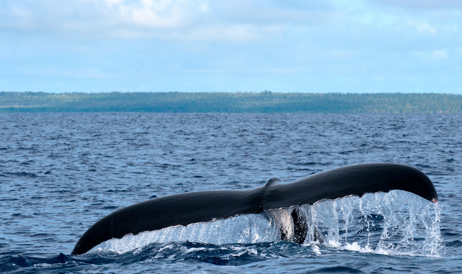 Humpback Tail - La coda di una balena megattera prima di immergersi nell'oceano di fronte all'isola di Eua